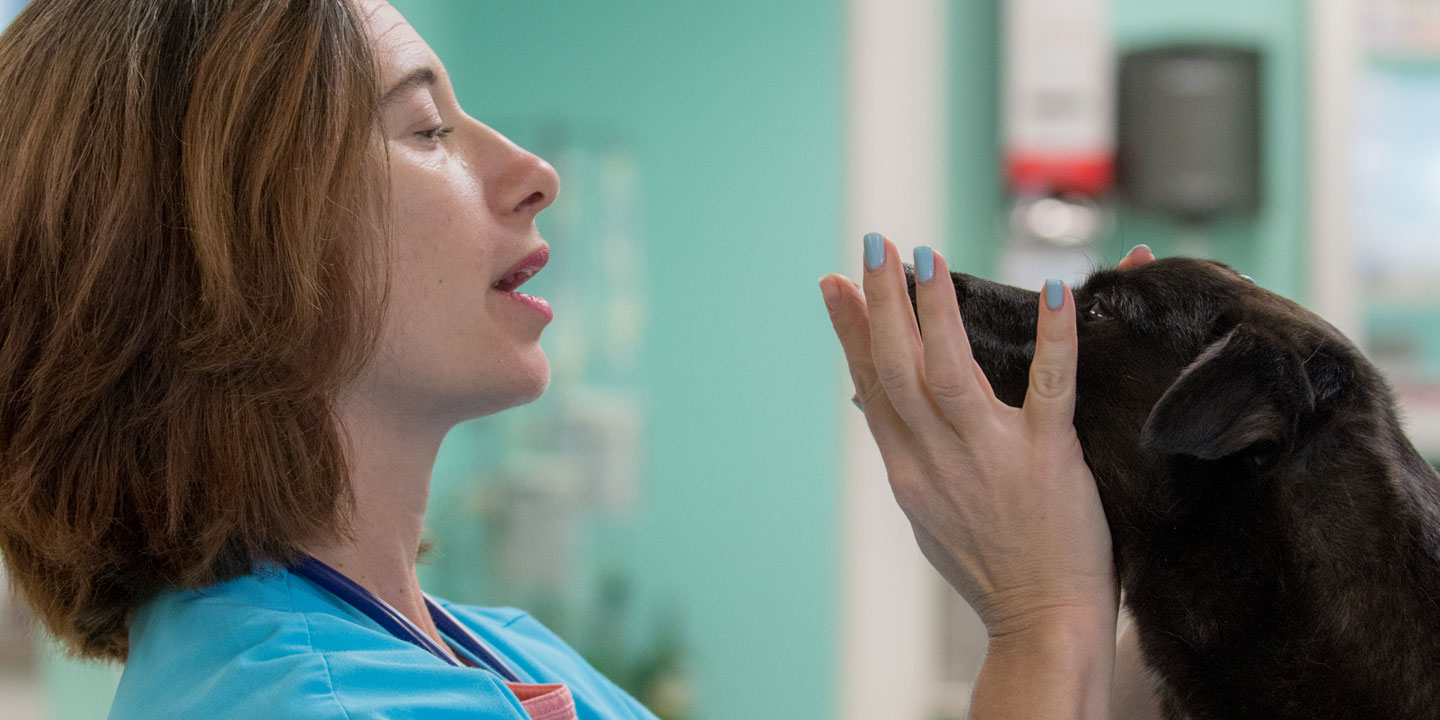 Dr. Hess examines a dog.