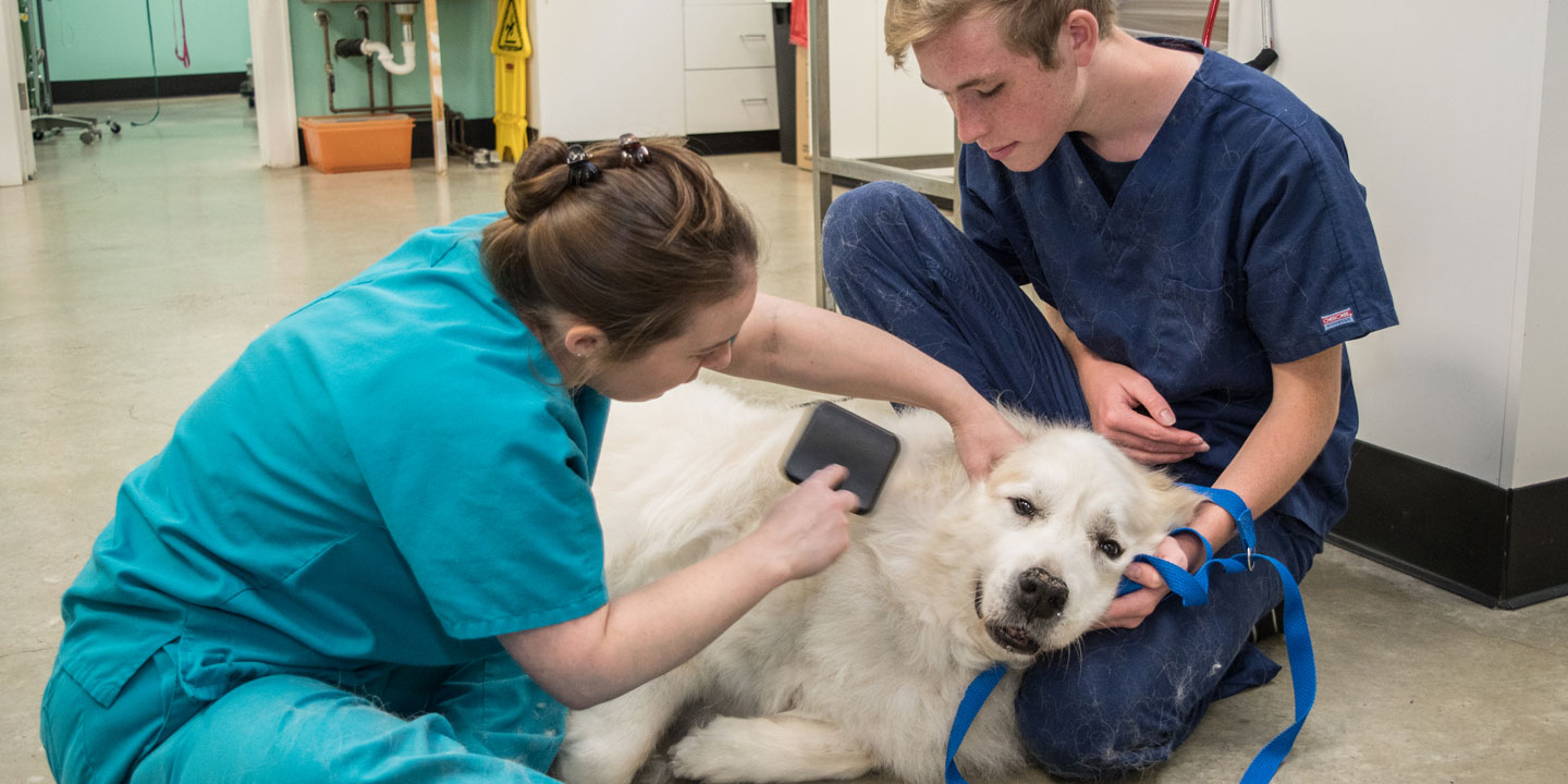 Staff brushing a dog.